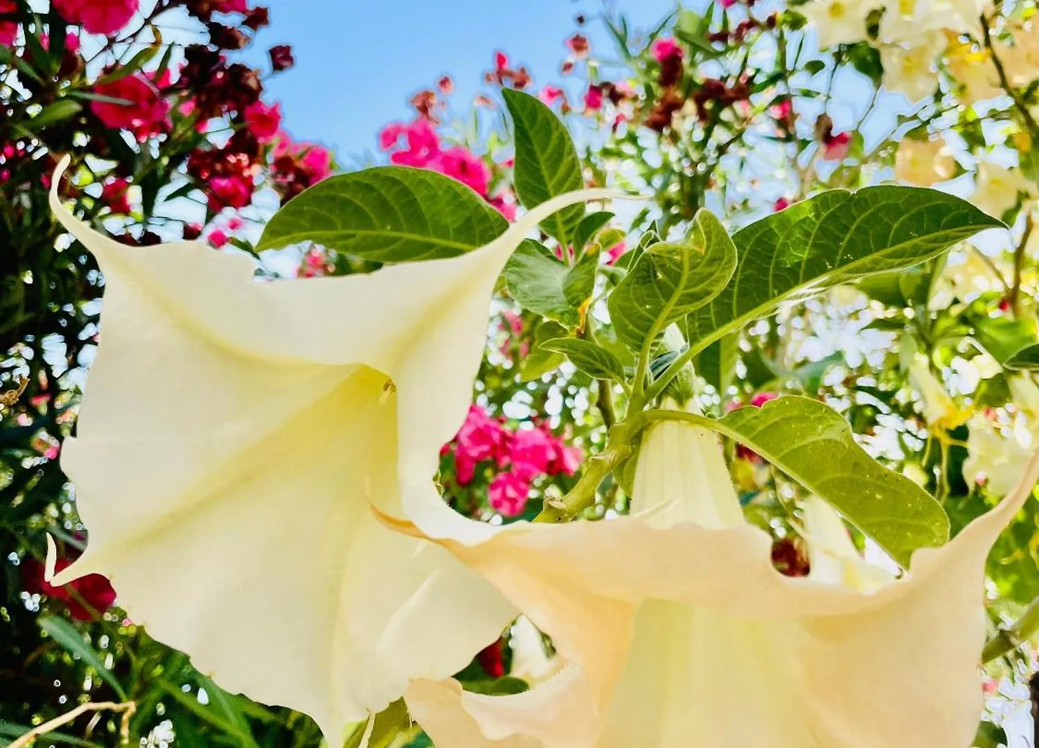 Guest house Superhosts Suites Estepona